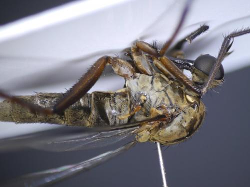 Empis sp.